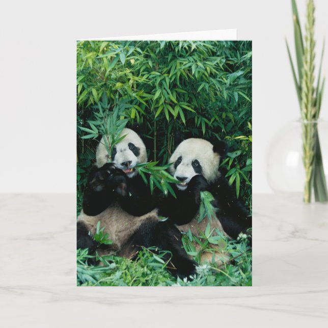 Cartão Duas pandas que comem o bambu junto, Wolong, 2 (Frente)