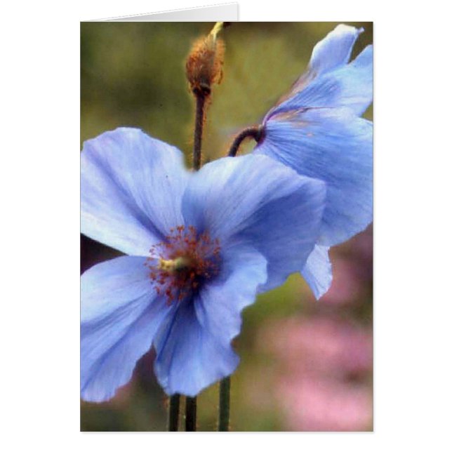 Cartão Duas papoilas azuis (Frente)