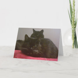 Cartão Duas placas de saudação Black Cats