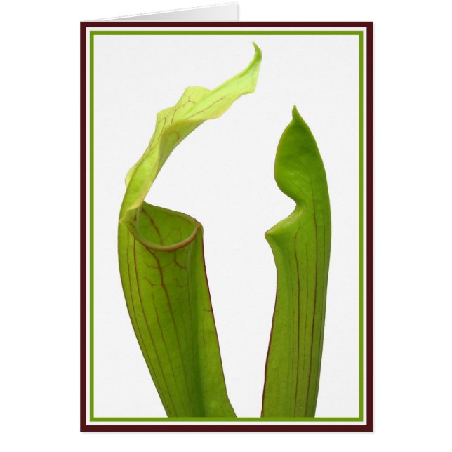 Cartão Duas Plantas Jarro (Frente)