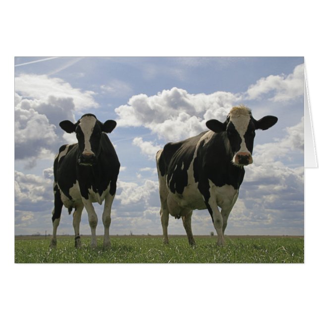 Cartão Duas vacas friséticas (Frente Horizontal)