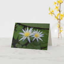 Duas Waterlílias Brancas