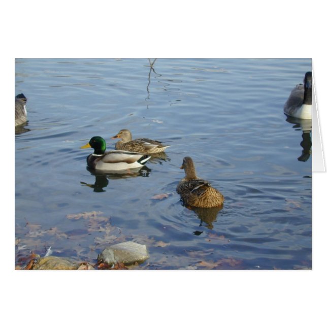 Cartão Duck Gathering (Frente Horizontal)