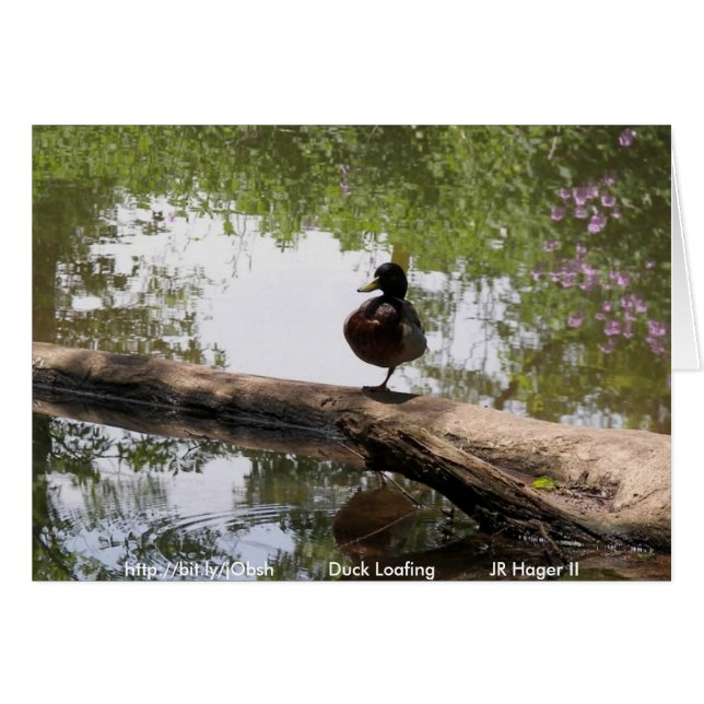 Cartão Duck Loafing (Frente horizontal)