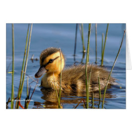 Cartão Duckling in the Reeds
