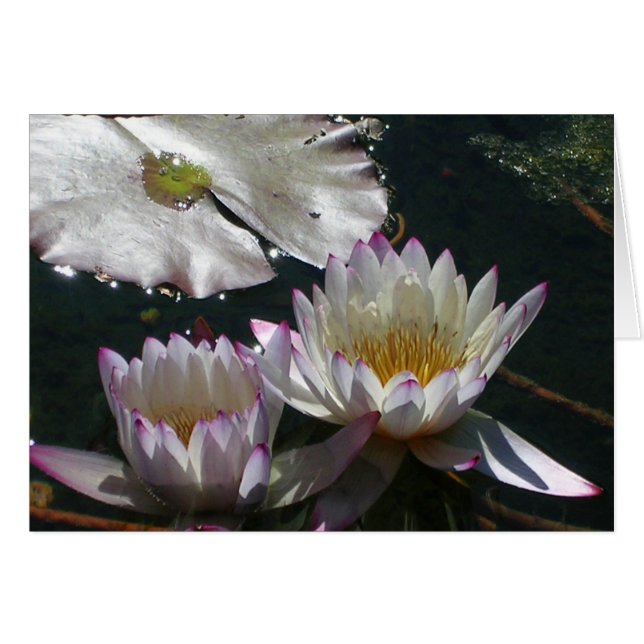 Cartão Dueto do lírio de água (Frente Horizontal)