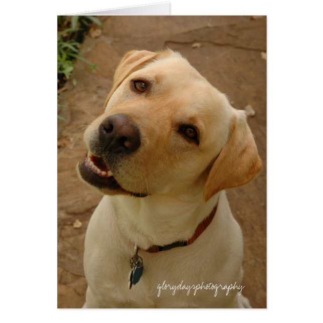 Cartão duque, fotografia gloriosa do dia (Frente)