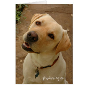 Cartão duque, glorydaysphotography