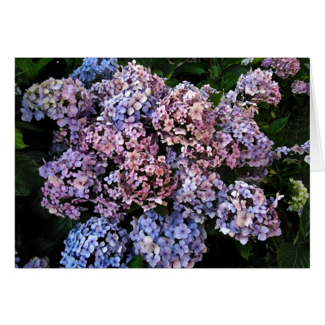 Cartão Dusky Hydrangeas (Frente horizontal)