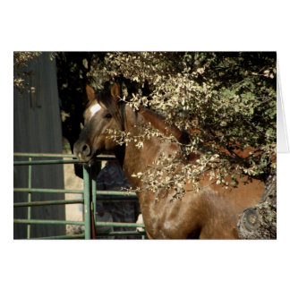 Cartão Dusty, Quarter Horse Stallion
