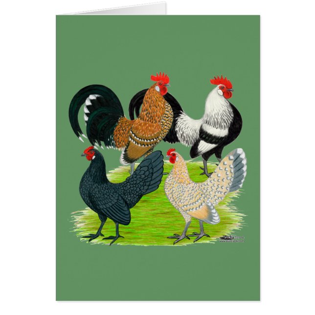 Cartão Dutch Bantam Quartet (Frente)