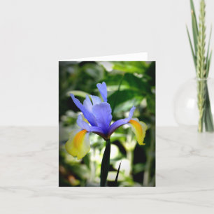 Cartão Dutch Iris