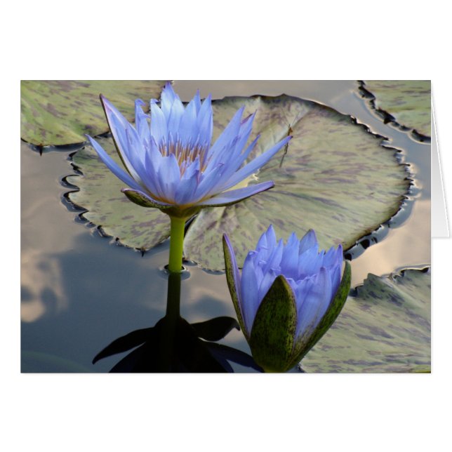 Cartão Duto Lotus Azul (Frente Horizontal)