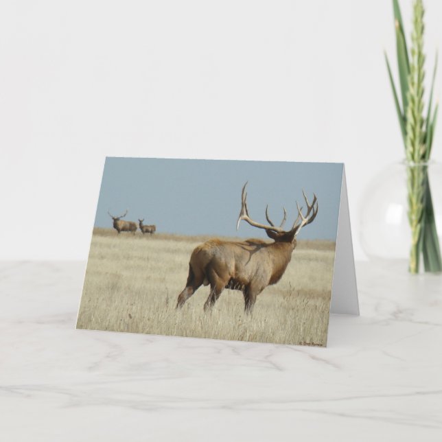 Cartão E20 Bull Elk Challenger (Frente)