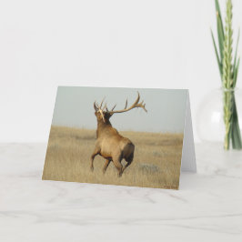 Cartão E23 Grama de Elk Bull em Chifres