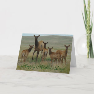 Cartão E44 Vaca e vitelos