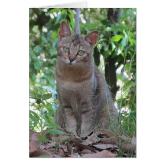 Cartão É-me você talkin? - Série de TBD