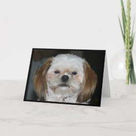 Cartão É Melhor Shih Tzu Ter Uma Rua Feliz.