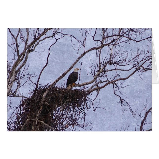Cartão Eagle E Nest Painterly (Frente horizontal)