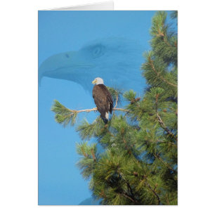 Cartão Eagle majestoso