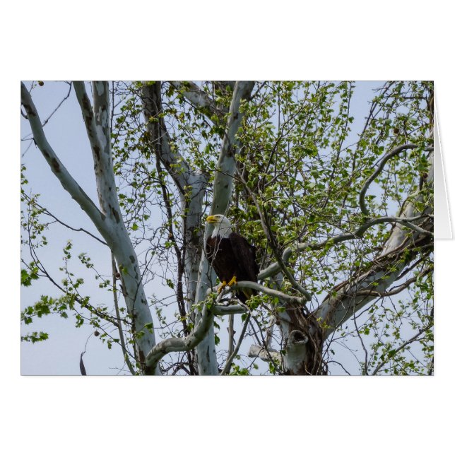 Cartão Eagle Watch Out (Frente horizontal)