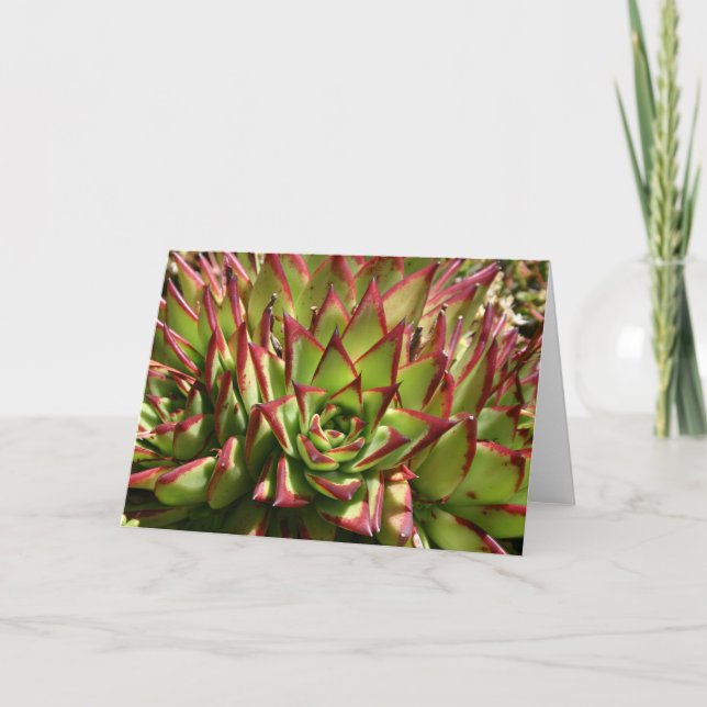 Cartão Echeveria notecard (Frente)