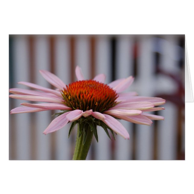 Cartão Echinacea (Frente Horizontal)