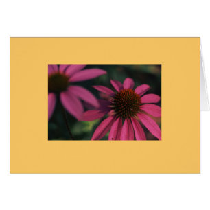Cartão "Echinacea #3 "