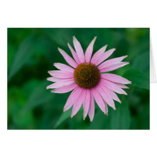 Cartão Echinacea purpurea