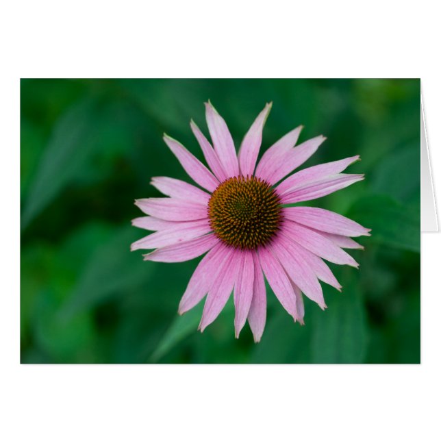 Cartão Echinacea purpurea (Frente Horizontal)