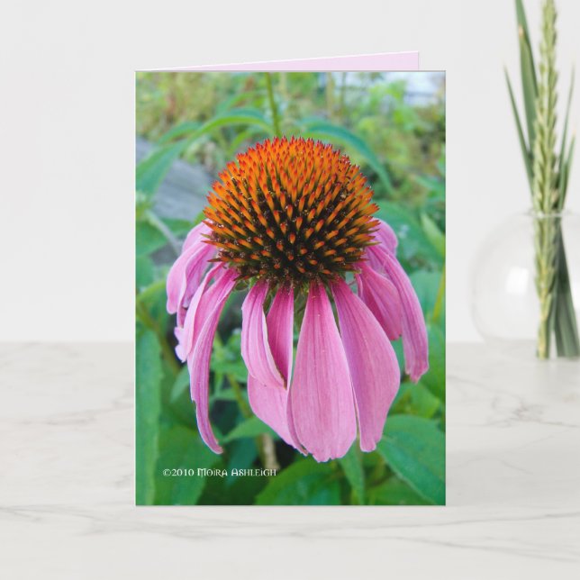 Cartão Echinacea Rosa (Frente)