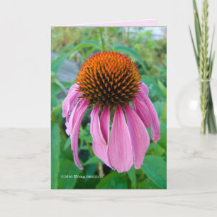Cartão Echinacea Rosa