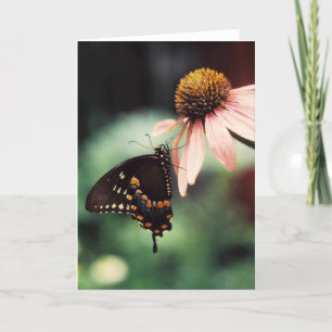 Cartão Echinacea Sipper Greeting Card