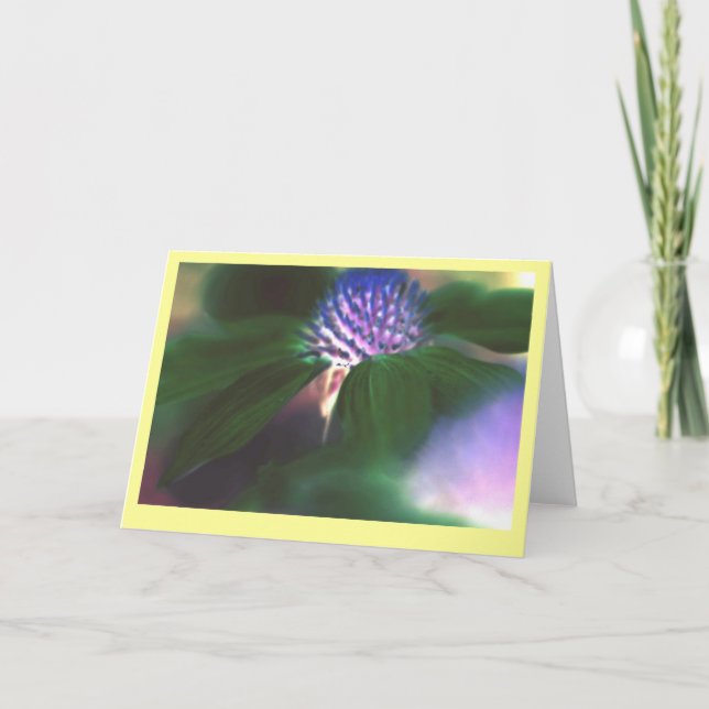 Cartão "Echinacea verde " (Frente)