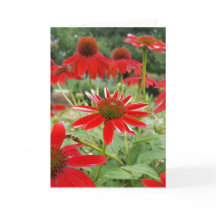 Echinacea vermelho Notecards (vazio para dentro)