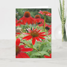 Cartão Echinacea vermelho Notecards (vazio para dentro)