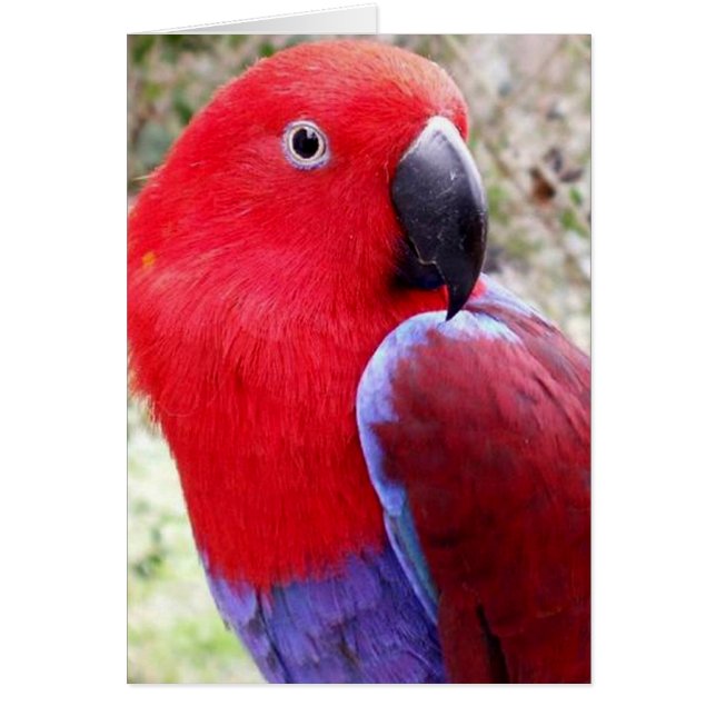 Cartão Eclectus Parrot (Frente)