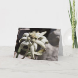 Cartão Edelweiss branco