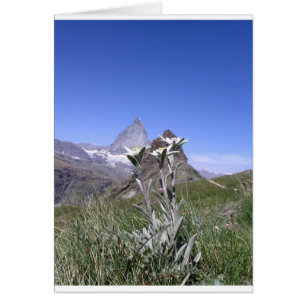 Cartão Edelweiss e Matterhorn