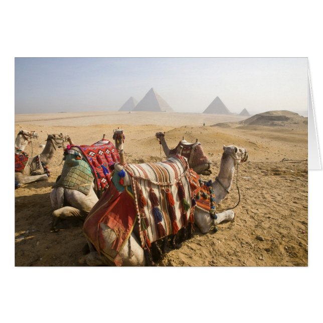 Cartão Egito, Cairo. Camelos descansando (Frente Horizontal)