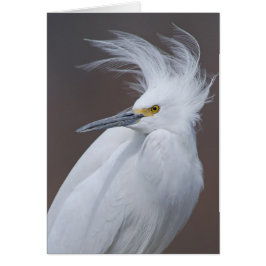 Cartão Egret nevado (thula do Egretta)