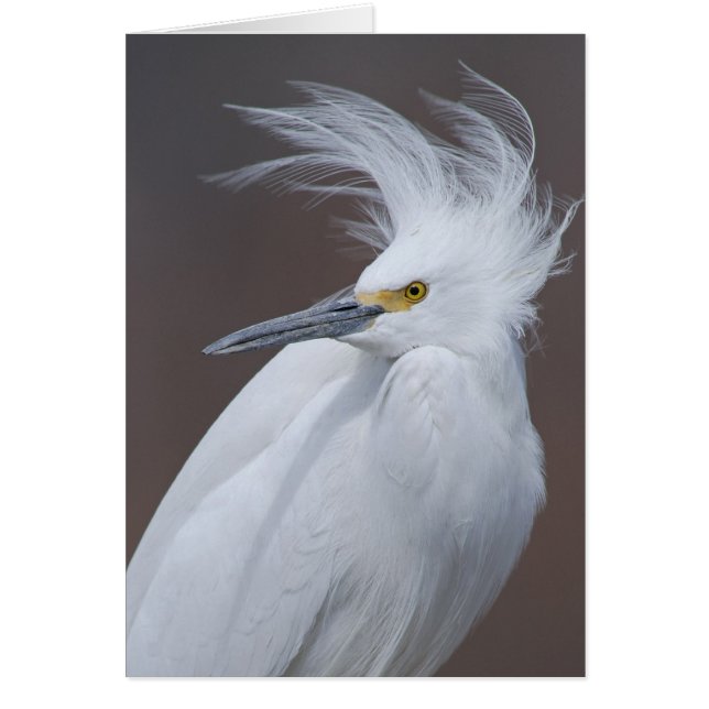 Cartão Egret nevado (thula do Egretta) (Frente)