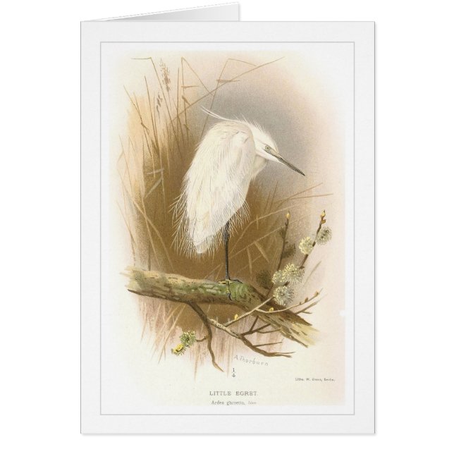 Cartão Egret pequeno (Frente)