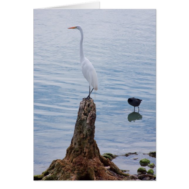 Cartão Egret Perch (Frente)