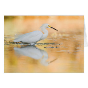 Cartão Egret quando o sol se pôr