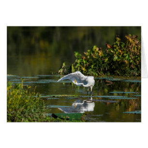 Cartão Egret Wing Exam