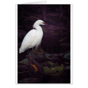 Cartão Egrets? Eu tive alguns…