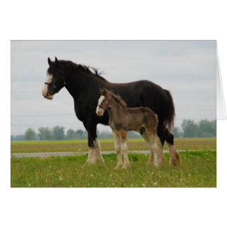 Cartão égua de clydesdale e imunda