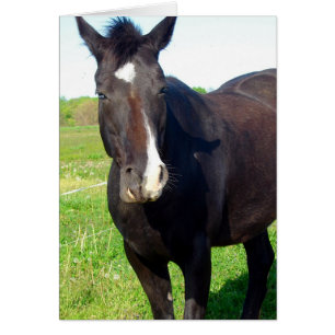 Cartão Égua engraçada