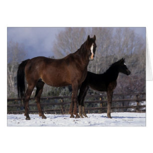 Cartão Égua & potro árabes na neve